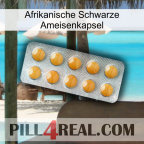 Africa Black Ant Capsule levitra1